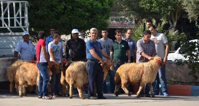 55 besiciye 335 koç dağıtıldı