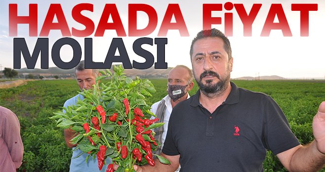 Alıcılara kızan üretici tonlarca biberi tarlada bıraktı