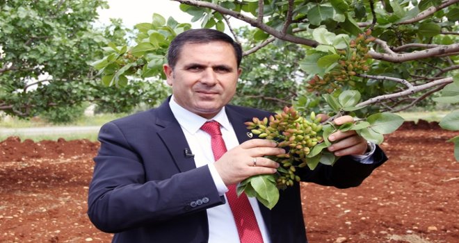 ANTEPFISTIĞI'NDA ORTAK AKIL