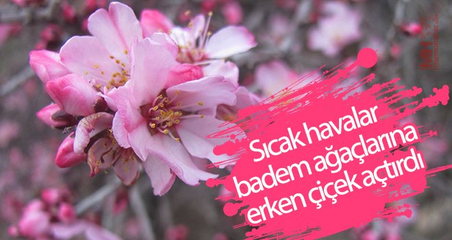 Badem ağaçlarının erkenden çiçeklenmesi şaşırttı