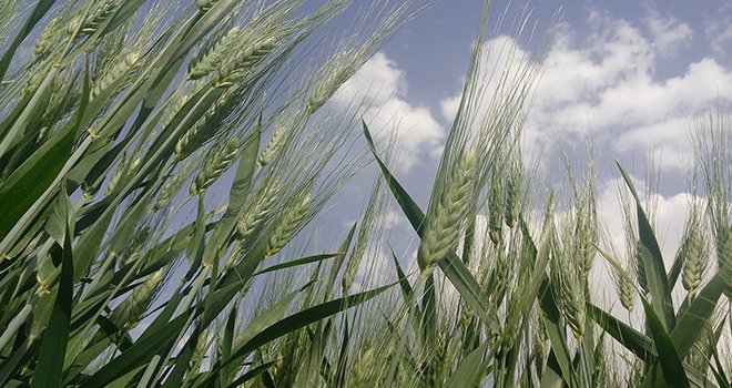 Bahar yağmurları tarım arazilerine can suyu oldu