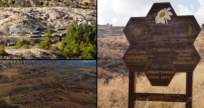 Bal ormanında yeni fidanlar toprakla buluştu