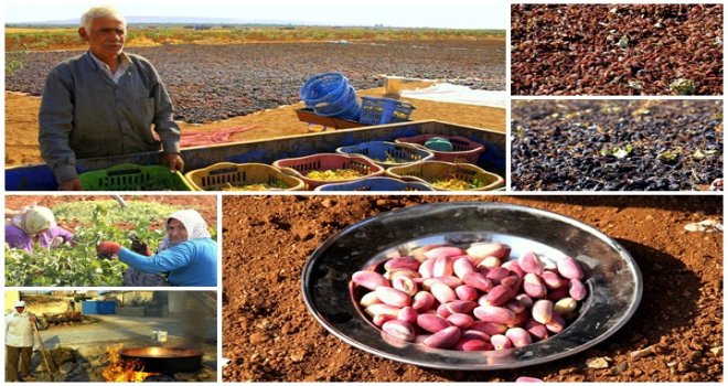 BARAK KÖYLERİNDE ÜZÜM VE FISTIK HASADI