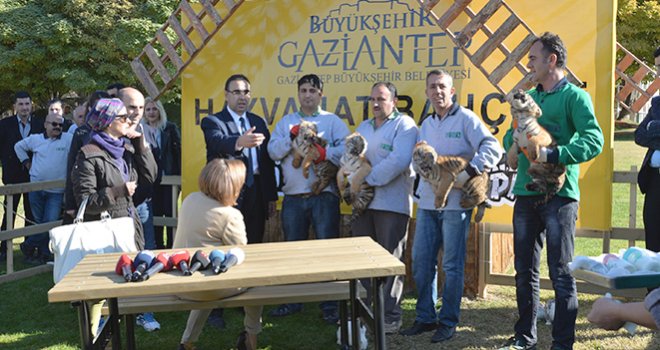 BAŞKAN ŞAHİN, DÖRDÜZ KAPLANLARI TANITTI