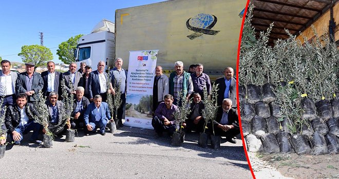 Büyükşehir'den 50 bin zeytin fidanı