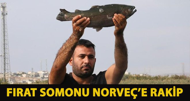 Fırat somonu Norveç’e rakip
