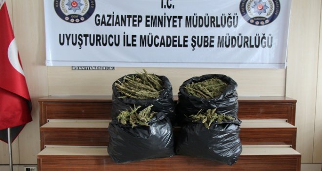 Gaziantep'te 35 kilogram esrar ele geçirildi