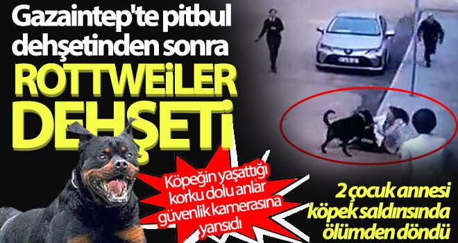 Gaziantep’te başıboş gezen rottweiler dehşet saçtı