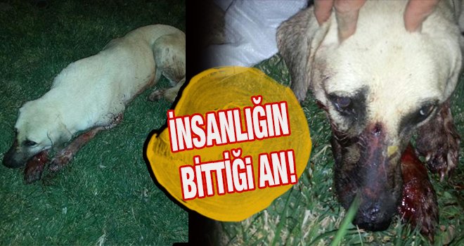 Gaziantep'te başlarından vurulan 2 köpek öldü