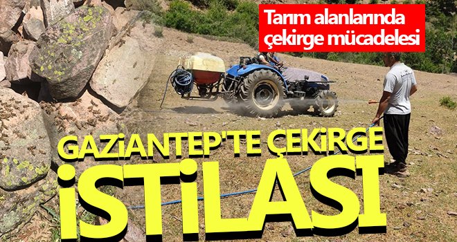 Gaziantep'te çekirge mücadelesi başarılı oldu