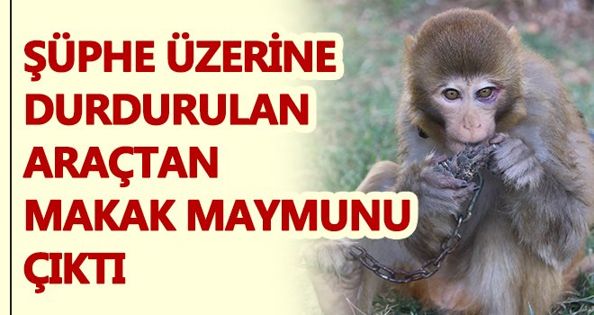 Gaziantep'te durdurulan araçtan Makak maymunu çıktı