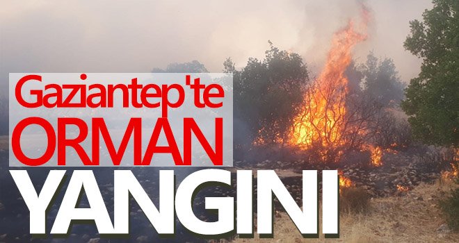 Gaziantep'te orman yangını