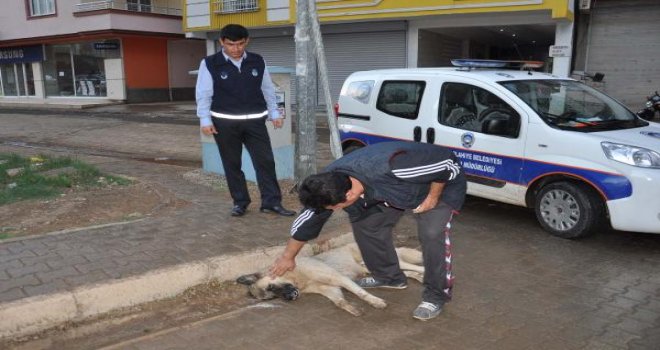 Gaziantep'te zehirlenen köpek kurtarılamadı