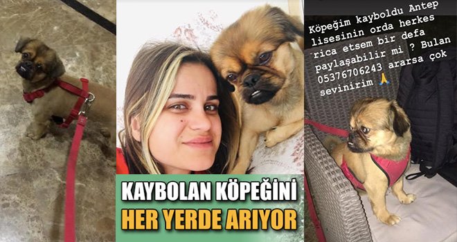 Gözü yaşlı Sigortacı Her yerde kayıp köpeğini arıyor