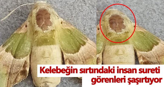 İnsan suretli kelebek görenler şaşırttı!