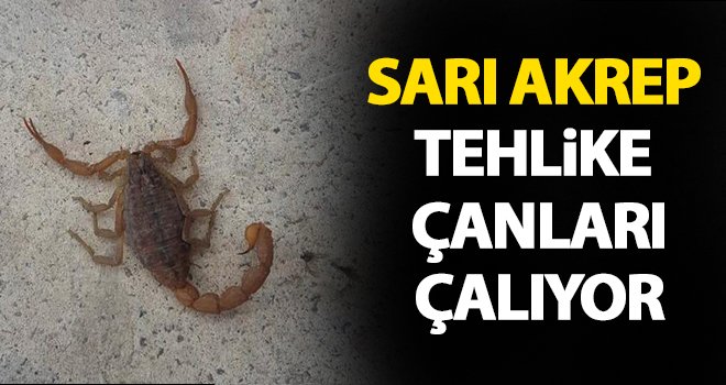 İslahiye'de, en zehirli akrep türü görüldü