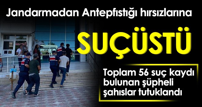 Jandarmadan Antepfıstığı hırsızlarına suçüstü