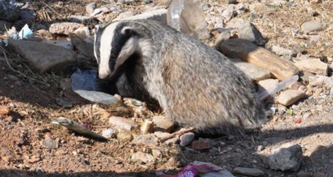 Kamyonetin Çarptığı Porsuk Tedaviye Alındı