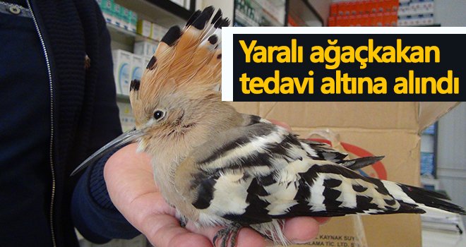 Kanadı kırılan ağaçkakan tedavi altına alındı