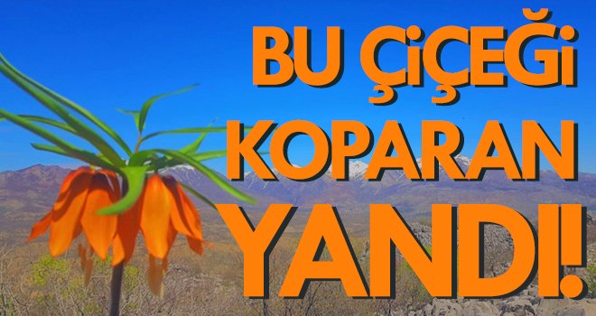 Koparan yandı! Araba fiyatı kadar ceza ödüyor