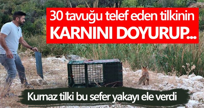 Kurnaz olarak bilinen tilki bu sefer yakayı ele verdi