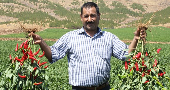 Mağdur çiftçi biberle güldü