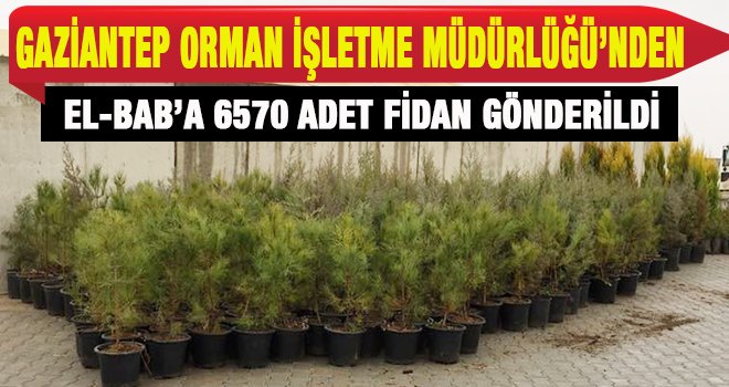 Orman Müdürlüğünce EL-BAB'a gönderilen fidanlar yeşilleniyor