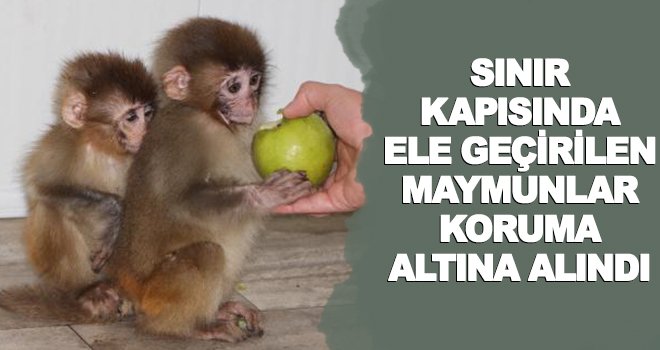 Sınırda örümcek maymunlar ele geçirildi! Gaziantep'e getiriliyor