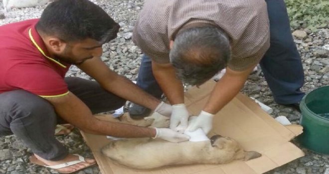 Otomobilin çarptığı köpeği, ortopedi çalışanı tedavi etti