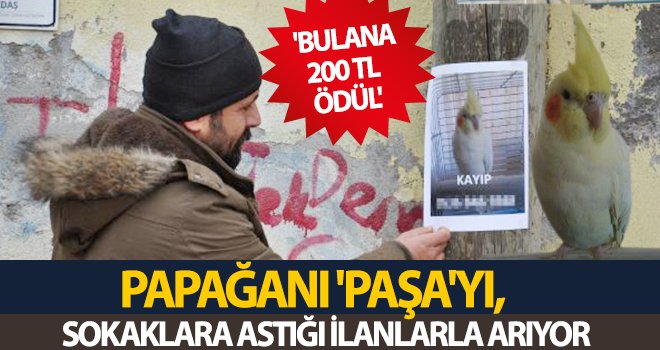 Paşa'yı bulup getirene 200 TL ödül...