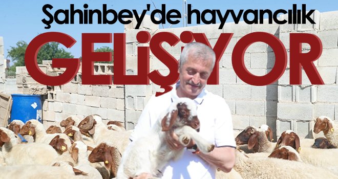 Şahinbey'de hayvancılık gelişiyor