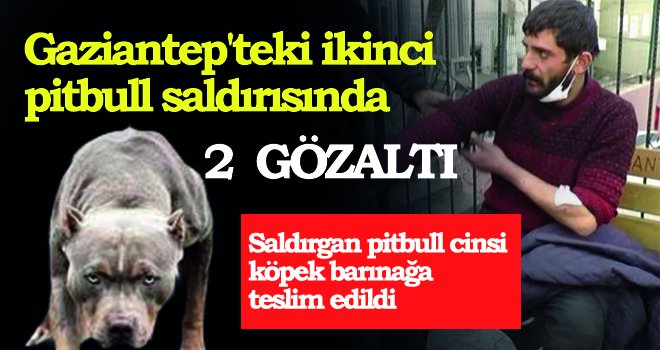 Saldırgan pitbull cinsi köpek barınağa teslim edildi