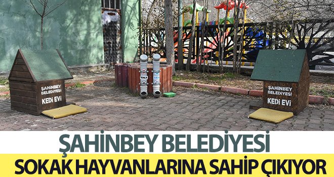 Sokak hayvanları için farklı noktalara yiyecek bırakıldı