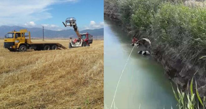 Sulama kanalına düşen inekler, iş makinesiyle kurtarıldı