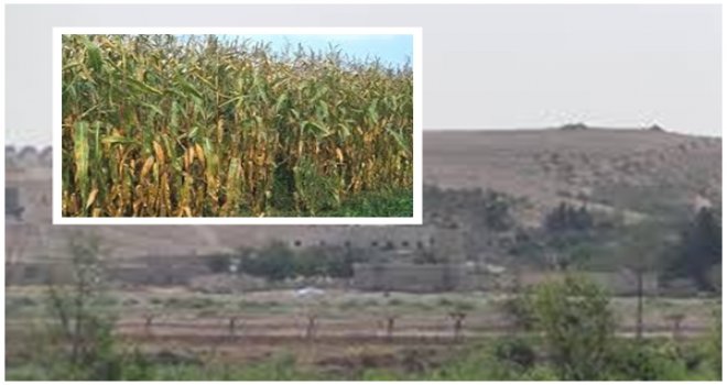 Suriye sınırına 'uzun boylu' bitki ekimi yasaklandı
