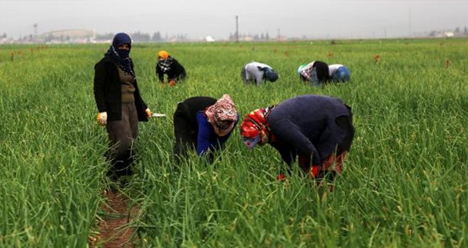 Suriye sınırındaki kadınların 'ekmek' kavgası