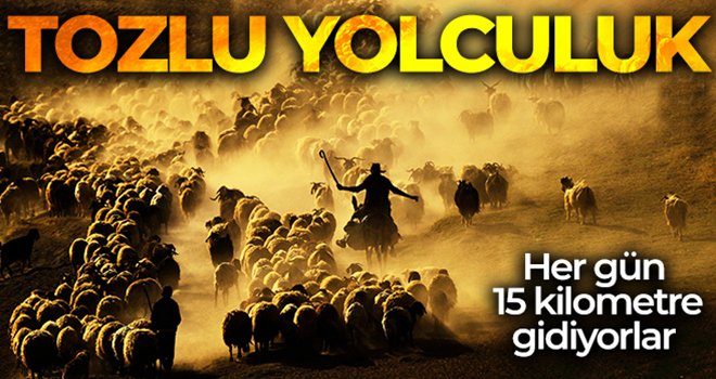 Sürülerin tozlu yolculuğu