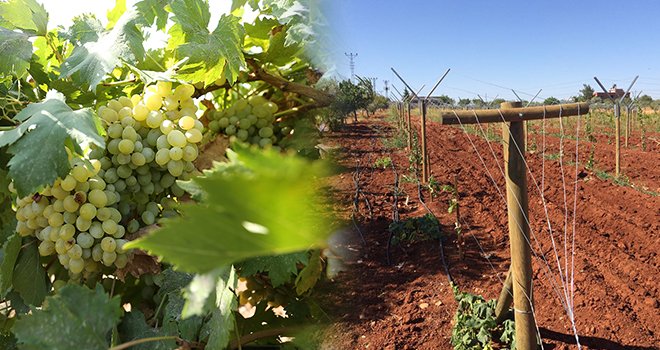 Telli sistemle daha sağlıklı ve kaliteli üzüm yetişecek