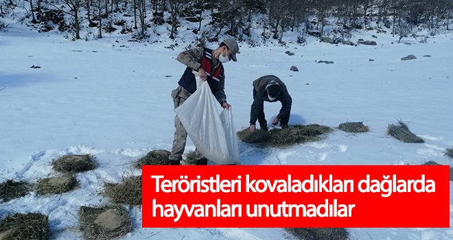 Teröristleri kovaladıkları dağlarda hayvanları unutmadılar