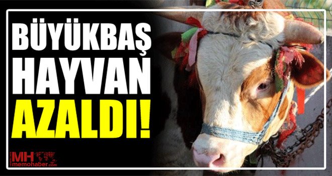 TÜİK açıkladı: Büyükbaş hayvan sayısı azaldı