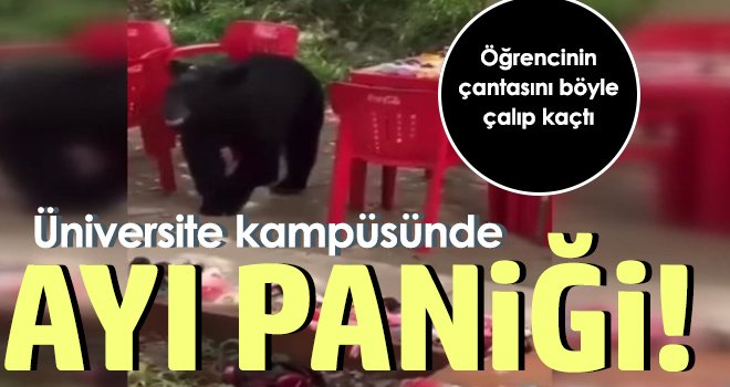 Üniversite kampüsüne giren ayı öğrencinin çantasını çaldı