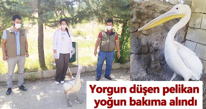 Vatandaşlar tarafından pelikan, yoğun bakıma alındı