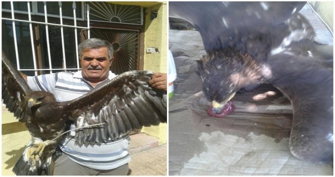 YARALI BULUNAN KARTAL TEDAVİYE ALINDI