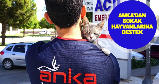 Yemekler toplanarak sokak hayvanlarına ulaştırılıyor