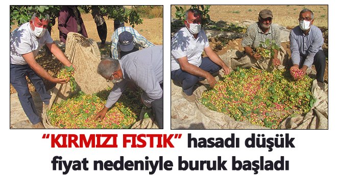 Yeşil altın hasadı buruk başladı