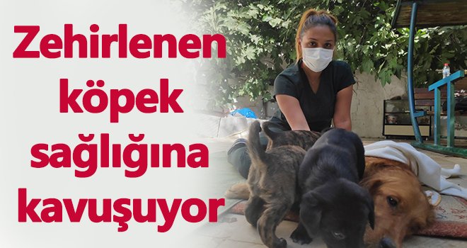 Zehirlenen Kopek Sagligina Kavusuyor