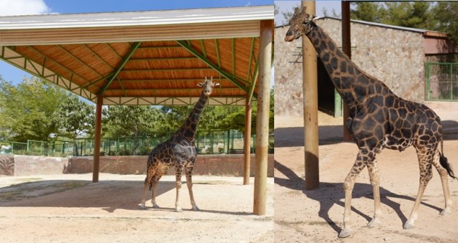 'Zürafa Şakir' muradına erdi...