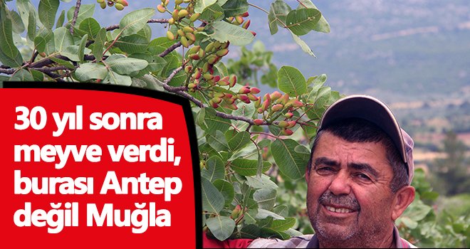 30 yıl sonra meyve verdi, burası Antep değil...