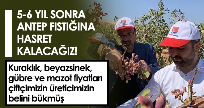  5-6 yıl sonra Antep fıstığına hasret kalacağız!
