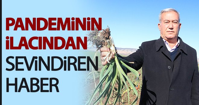  Araban sarımsağı Türkiye'deki ihtiyacın yüzde 25’ini karşılıyor